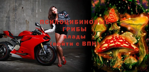 стаф Алзамай